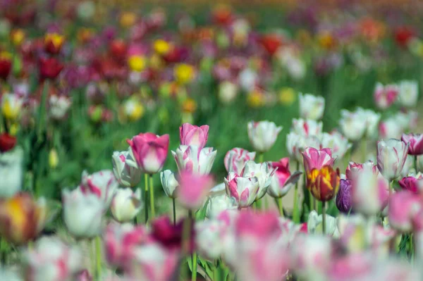 Barevné Pole Pestrobarevných Tulipánů Jaře Ukrajině — Stock fotografie