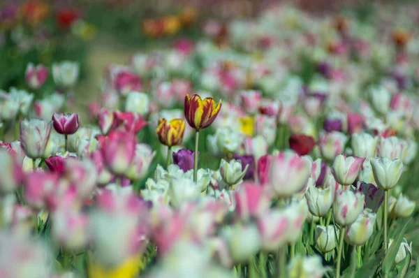 Barevné Pole Pestrobarevných Tulipánů Jaře Ukrajině — Stock fotografie