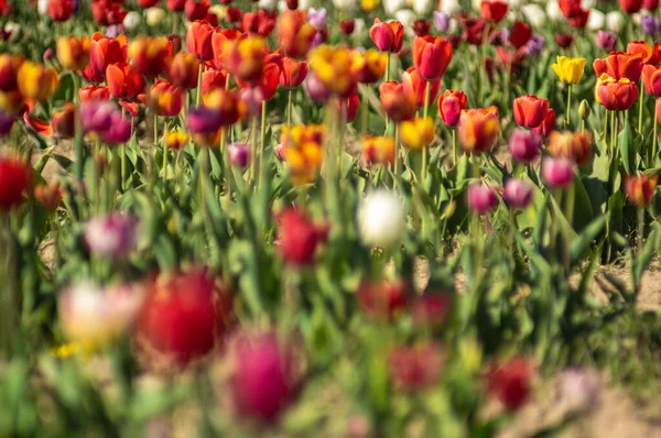 Barevné Pole Pestrobarevných Tulipánů Jaře Ukrajině — Stock fotografie