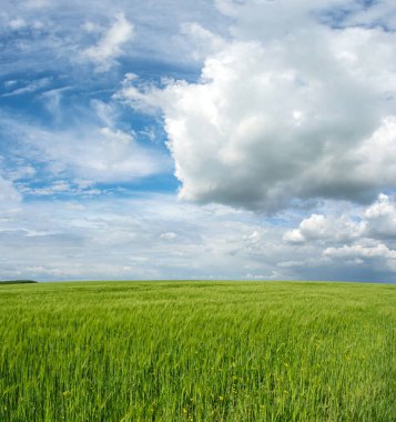 Ukrayna 'da bir buğday tarlasının manzarası güzel bir gökyüzü ve bulutun arka planına karşı.
