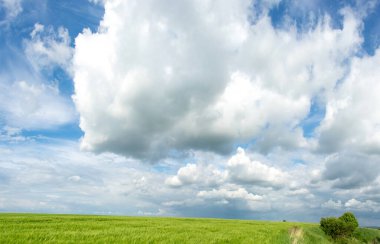 Ukrayna 'da bir buğday tarlasının manzarası güzel bir gökyüzü ve bulutun arka planına karşı.
