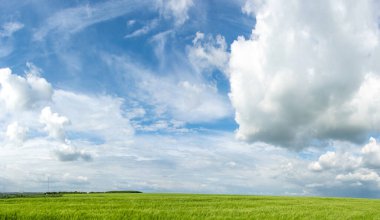 Ukrayna 'da bir buğday tarlasının manzarası güzel bir gökyüzü ve bulutun arka planına karşı.