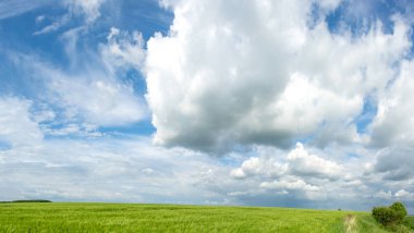 Ukrayna 'da bir buğday tarlasının manzarası güzel bir gökyüzü ve bulutun arka planına karşı.