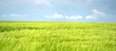 Ukrayna 'da gökyüzü ve bulutların arka planına karşı buğday tarlası