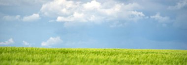 Ukrayna 'da gökyüzü ve bulutların arka planına karşı buğday tarlası