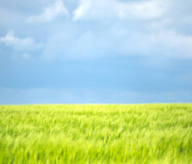 Ukrayna 'da gökyüzü ve bulutların arka planına karşı buğday tarlası