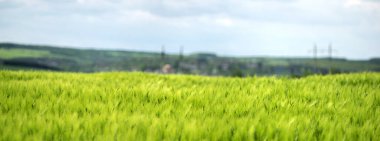 Ukrayna 'da gökyüzü ve bulutların arka planına karşı buğday tarlası