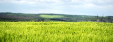 Ukrayna 'da gökyüzü ve bulutların arka planına karşı buğday tarlası