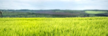 Ukrayna 'da gökyüzü ve bulutların arka planına karşı buğday tarlası