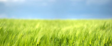 Ukrayna 'da gökyüzü ve bulutların arka planına karşı buğday tarlası