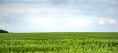 Ukrayna 'da gökyüzü ve bulutların arka planına karşı buğday tarlası