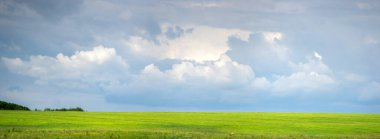 Ukrayna 'da gökyüzü ve bulutların arka planına karşı buğday tarlası