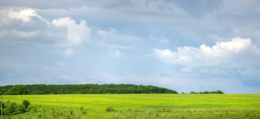 Ukrayna 'da gökyüzü ve bulutların arka planına karşı buğday tarlası