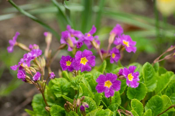 Güzel menekşe çiçekleri Baharda bahçede yakın plan