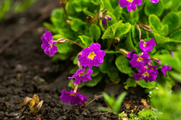 Güzel menekşe çiçekleri Baharda bahçede yakın plan