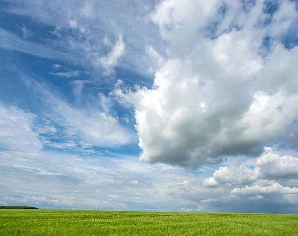 Ukrayna 'da bir buğday tarlasının manzarası güzel bir gökyüzü ve bulutun arka planına karşı.