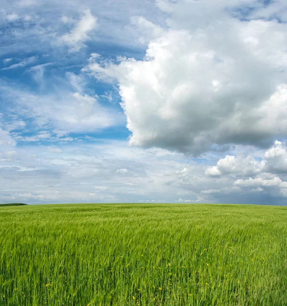 Ukrayna 'da bir buğday tarlasının manzarası güzel bir gökyüzü ve bulutun arka planına karşı.