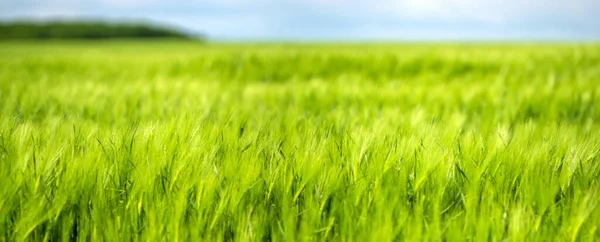 Пшеничне Поле Україні Тлі Неба Хмар — стокове фото