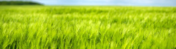 Campo Grano Ucraina Sullo Sfondo Del Cielo Delle Nuvole — Foto Stock