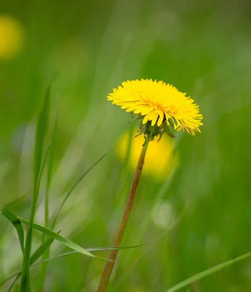 Mooie Paardebloem Close Groen Gras Achtergrond — Stockfoto