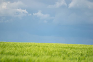 Tarlada güzel buğday başakları var. Yaklaş.