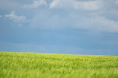 Tarlada güzel buğday başakları var. Yaklaş.