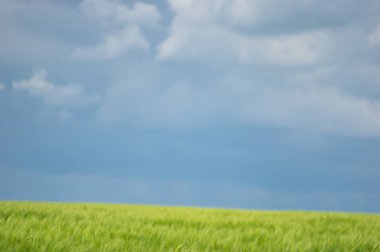 Tarlada güzel buğday başakları var. Yaklaş.