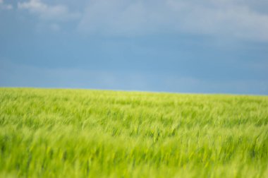 Tarlada güzel buğday başakları var. Yaklaş.
