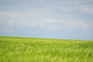 Tarlada güzel buğday başakları var. Yaklaş.