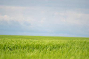 Tarlada güzel buğday başakları var. Yaklaş.