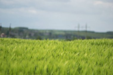 Tarlada güzel buğday başakları var. Yaklaş.