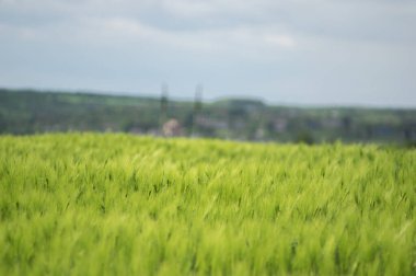 Tarlada güzel buğday başakları var. Yaklaş.