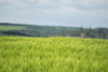 Tarlada güzel buğday başakları var. Yaklaş.