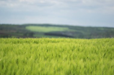 Tarlada güzel buğday başakları var. Yaklaş.