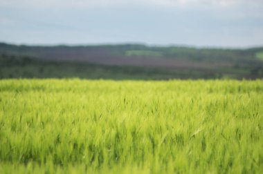 Tarlada güzel buğday başakları var. Yaklaş.
