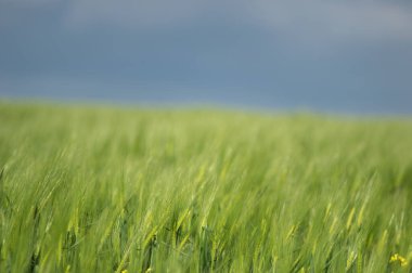 Tarlada güzel buğday başakları var. Yaklaş.