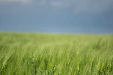 Tarlada güzel buğday başakları var. Yaklaş.