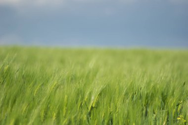 Tarlada güzel buğday başakları var. Yaklaş.