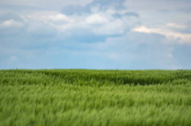 Avrupa 'da güzel bir gökyüzünün arka planında buğday tarlası