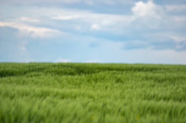 Avrupa 'da güzel bir gökyüzünün arka planında buğday tarlası