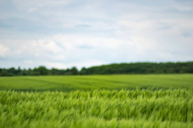 Avrupa 'da güzel bir gökyüzünün arka planında buğday tarlası