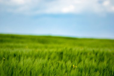 Avrupa 'da güzel bir gökyüzünün arka planında buğday tarlası
