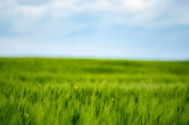 Avrupa 'da güzel bir gökyüzünün arka planında buğday tarlası