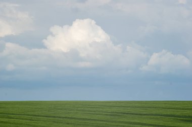 Avrupa 'da güzel bir gökyüzünün arka planında buğday tarlası