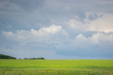 Güzel bir gökyüzünün arka planında buğday tarlası