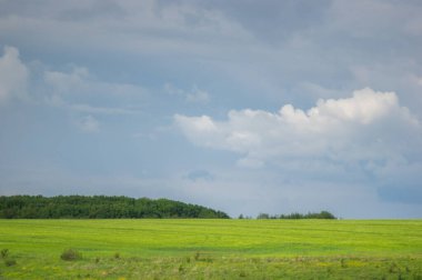 Güzel bir gökyüzünün arka planında buğday tarlası