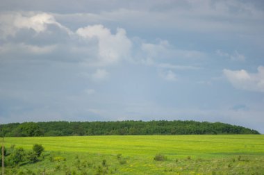 Güzel bir gökyüzünün arka planında buğday tarlası