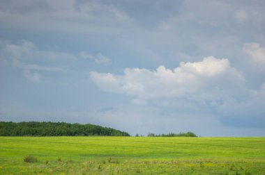 Güzel bir gökyüzünün arka planında buğday tarlası