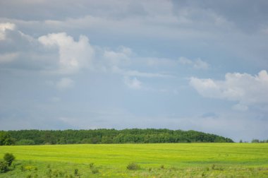 Güzel bir gökyüzünün arka planında buğday tarlası