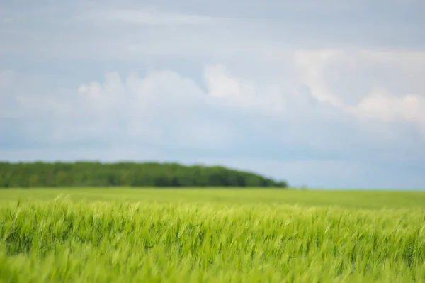 Piękne Kolce Pszenicy Polu Zbliżyć — Zdjęcie stockowe